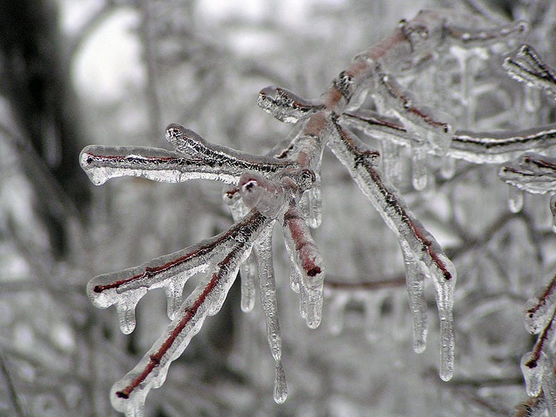 Freezing in Montreal: The Great Ice Storm of 1998.